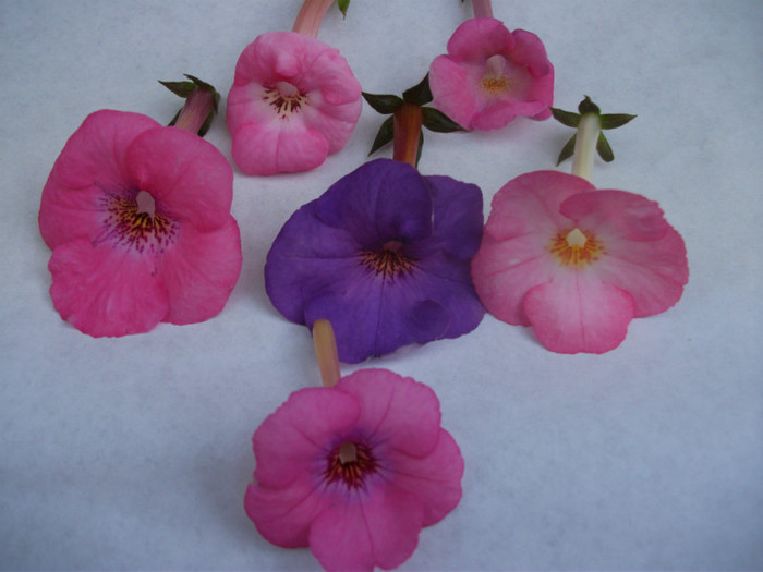 325 - Achimenes  2012