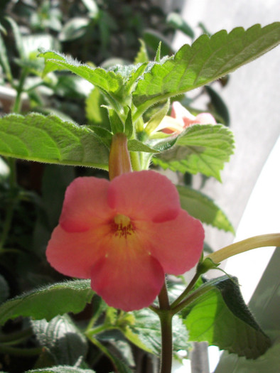 Sweet And Sour - Achimenes  2012