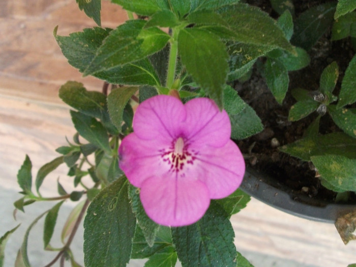 Old Rose Pink - Achimenes  2012