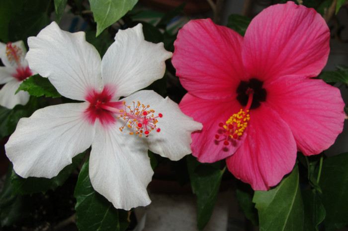 hibiscus Apple Blosom si hibiscus Cairo rosa