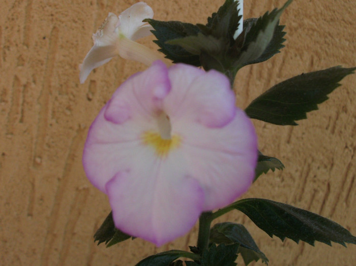 143 - Achimenes  2012