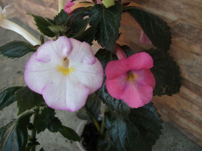 144 - Achimenes  2012