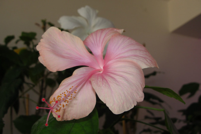 hibiscus Dainty Pink