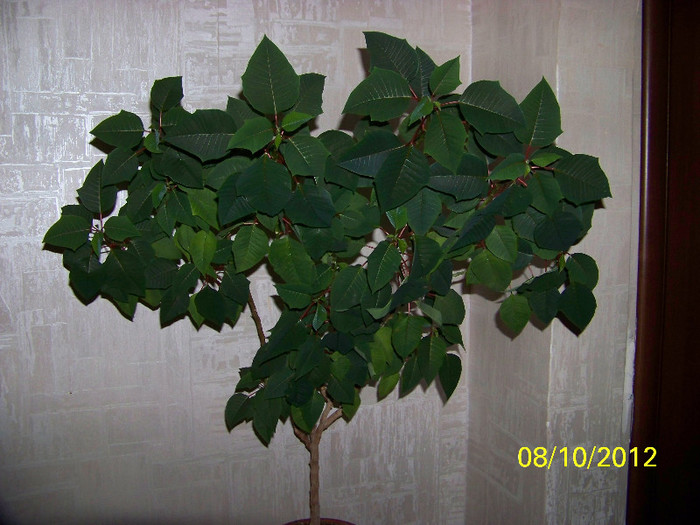 370_8973 - Poinsettia - 2011-2012