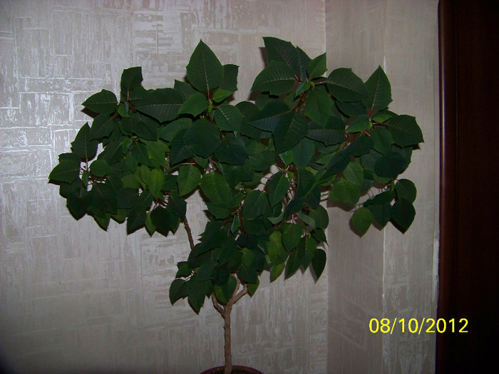 370_8983 - Poinsettia - 2011-2012