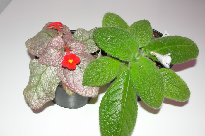 episcia Jim's Dancing Doll si episcia  Sphalera