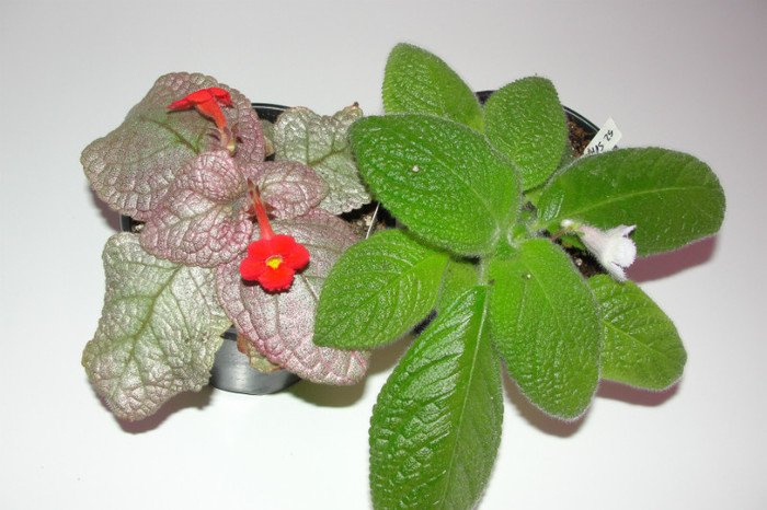 15.09.12 - Episcia