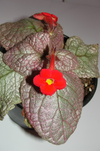  - Episcia Jim_s