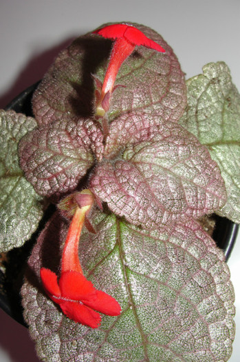  - Episcia Jim_s