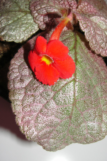 episcia Jim's Dancing Doll - Episcia Jim_s