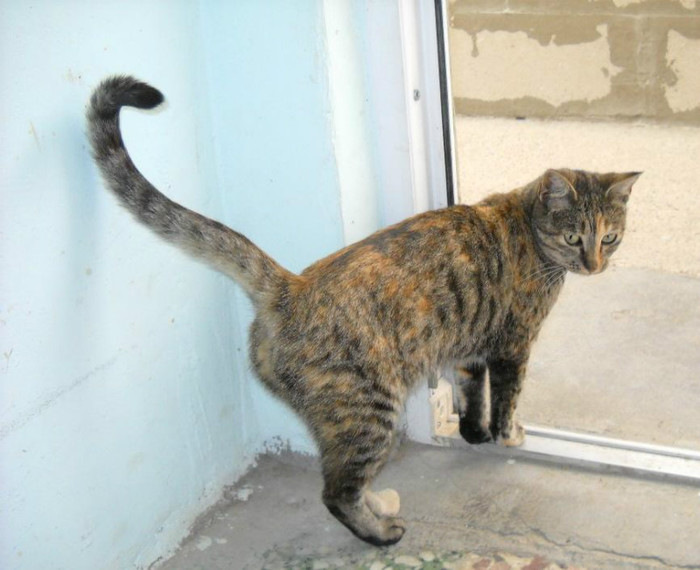 Zerb - Catei si pisici maidaneze