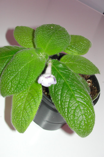 episcia Sphalera