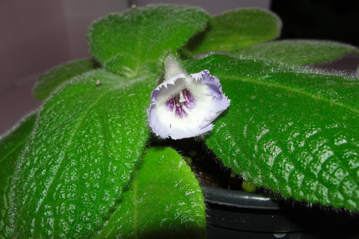 episcia Sphalera - Episcia S