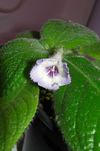  - Episcia S