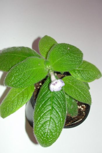 15.09.12 - Episcia S