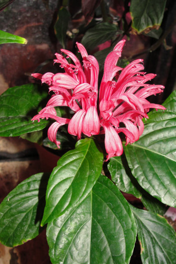 15.09.12 - Jacobinea carnea