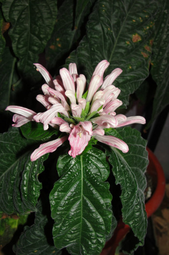  - Jacobinia carnea rosea