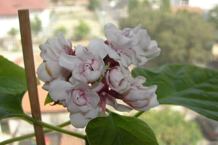 clerodendron Philipinum - B-clerodendroni