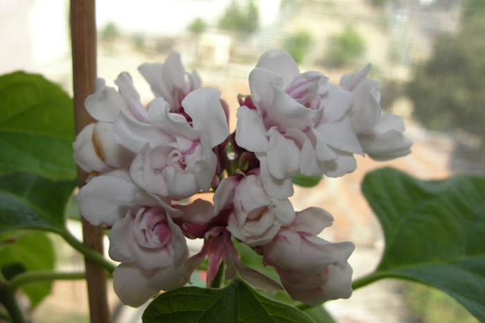 16.09.12 - B-clerodendroni