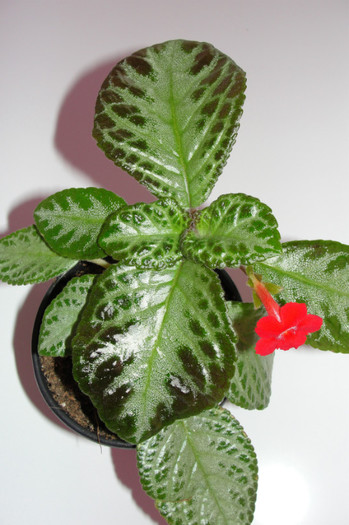  - Episcia S