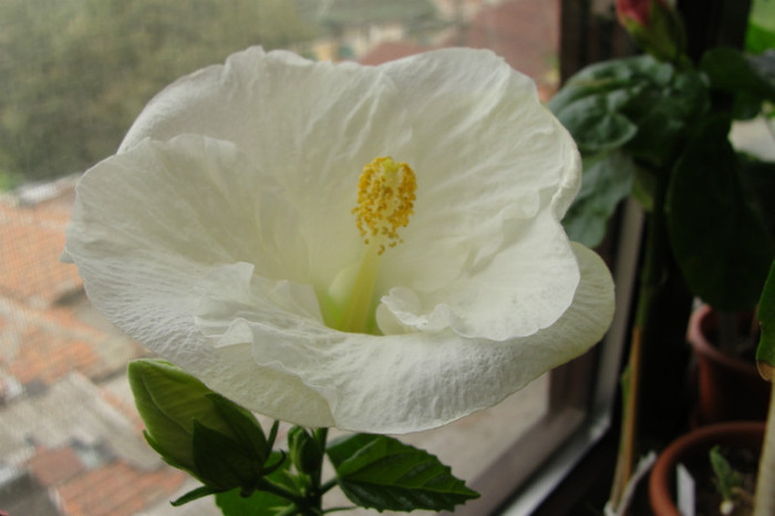  - B-hibiscus de la Gommer 2012
