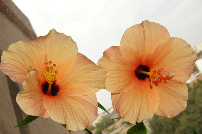 hibiscus Cairo Apricot