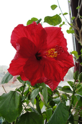 hibiscus Helene