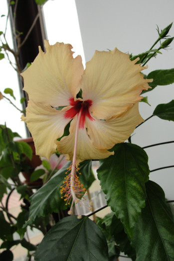hibiscus Sprinkle Rain