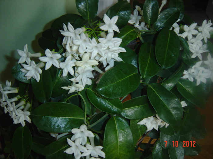 Picture 509 - 0- STEPHANOTIS