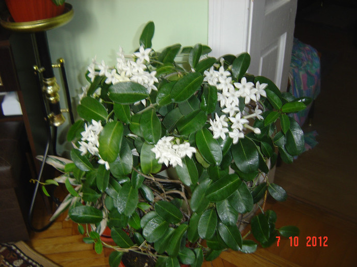 Picture 507 - 0- STEPHANOTIS