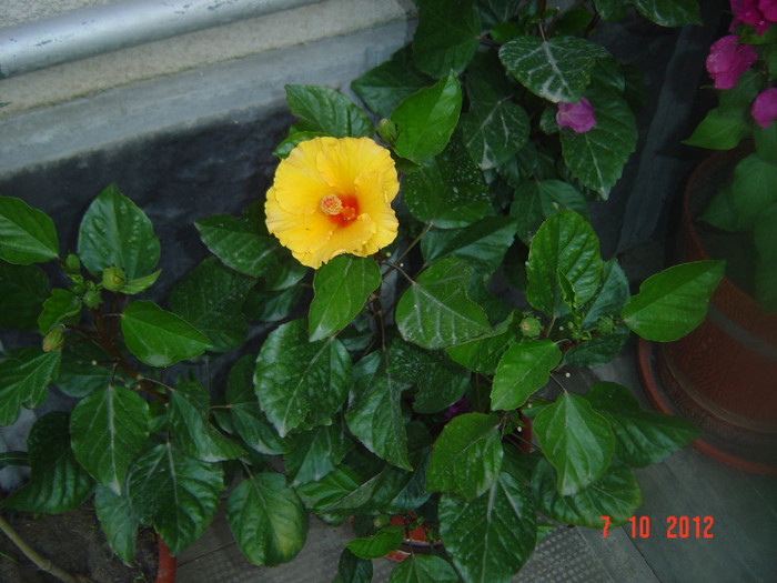 Picture 500 - 09-2012-HIBISCUS