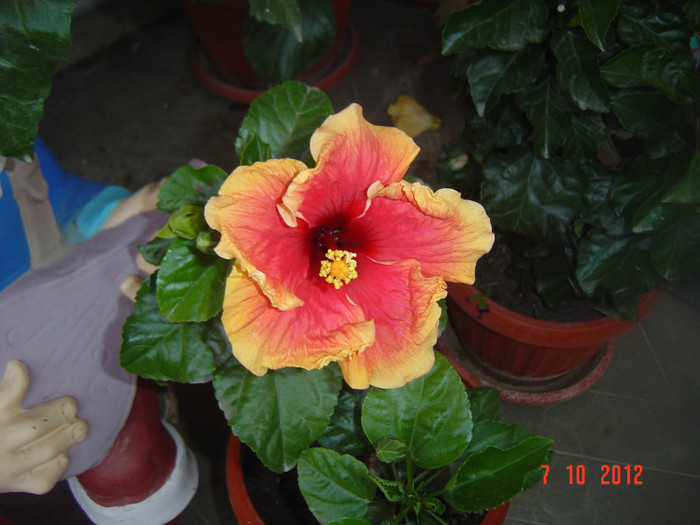 Picture 502 - 09-2012-HIBISCUS