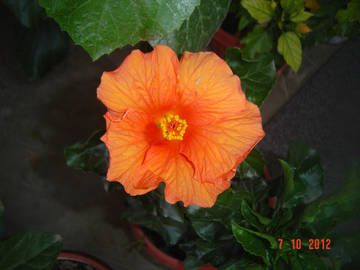 Picture 503 - 09-2012-HIBISCUS