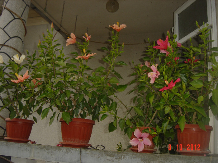 Picture 516 - 09-2012-HIBISCUS