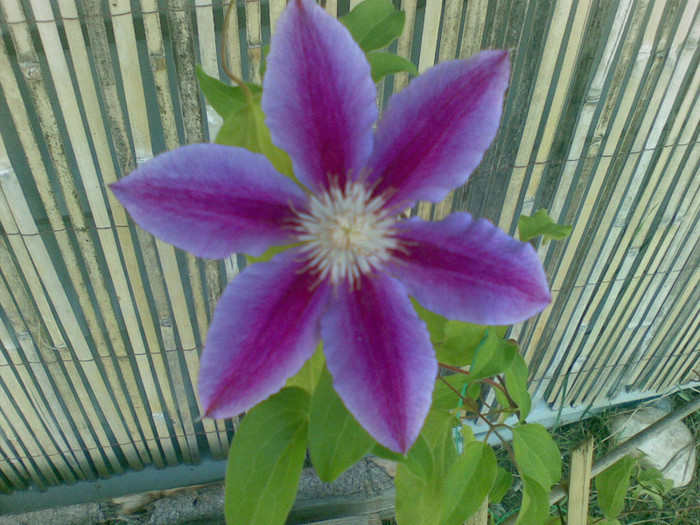 Dr Ruppel - Clematis