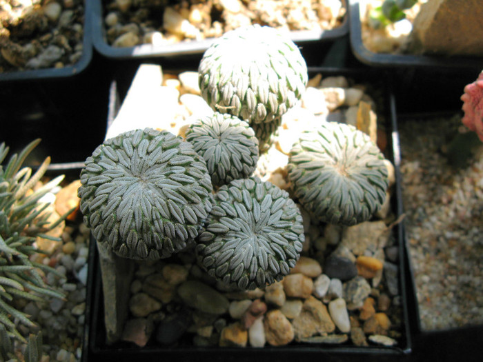 Pelecyphora asseliformis - NEWS 2012 Suculente si Cacti