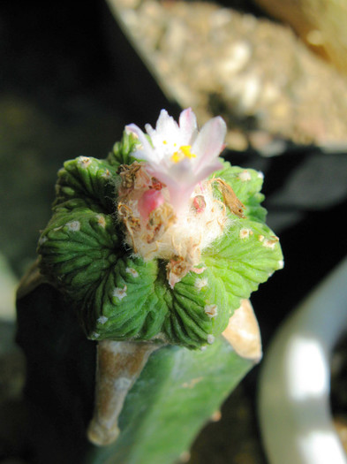 Aztekium ritteri