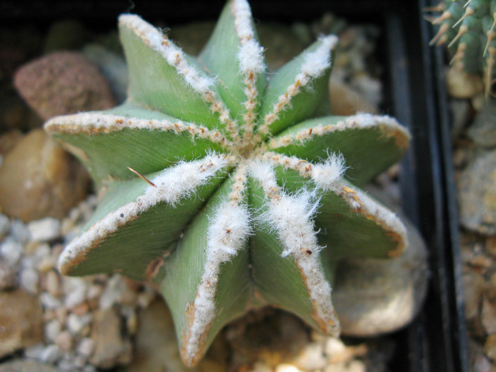 Aztekium hintoni - NEWS 2012 Suculente si Cacti