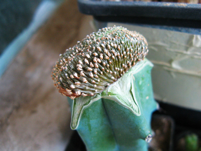 Geohintonia mexicana f-ma cristata - NEWS 2012 Suculente si Cacti