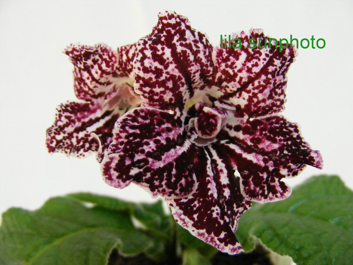  - streptocarpus TANGO