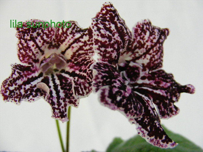  - streptocarpus TANGO