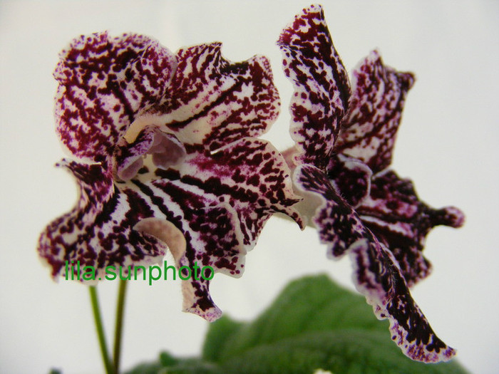  - streptocarpus TANGO