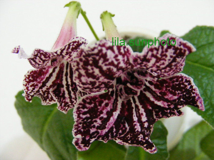  - streptocarpus TANGO