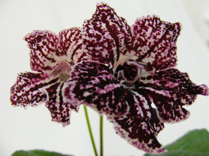  - streptocarpus TANGO