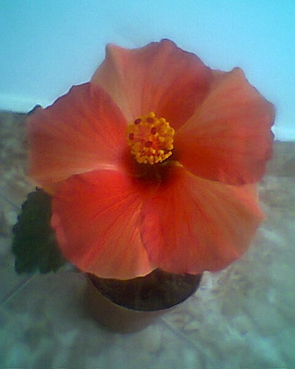 Multumesc frumos pentru aceast minunat hibiscus. - hibiscusi 2012