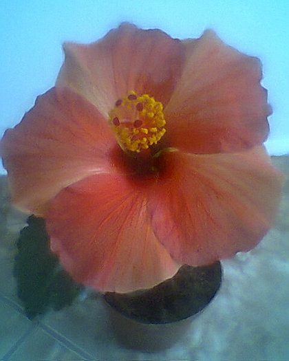 starly - hibiscusi 2012