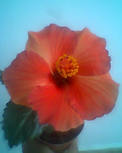 7.10.2012 - hibiscusi 2012
