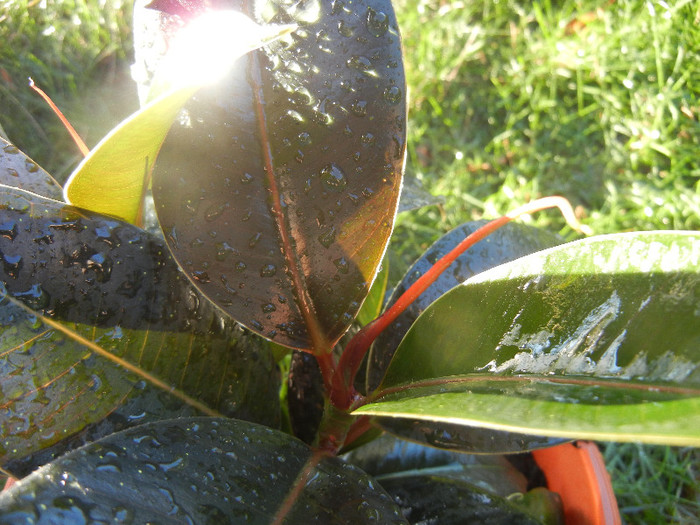 Ficus robusta Melany (2012, Oct.06) - Ficus robusta Melany