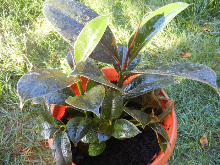 Ficus robusta Melany (2012, Oct.06) - Ficus robusta Melany