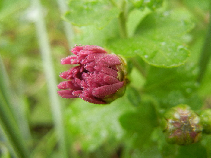 Pink Chrysanthemum (2012, Oct.03)